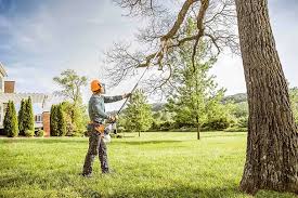 Why Choose Our Tree Removal Services in Socorro, TX?