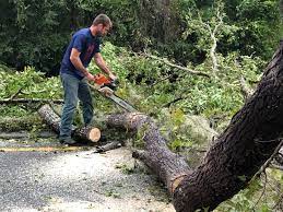 Professional  Tree Services in Socorro, TX