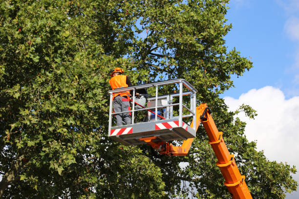 Best Tree Trimming and Pruning  in Socorro, TX