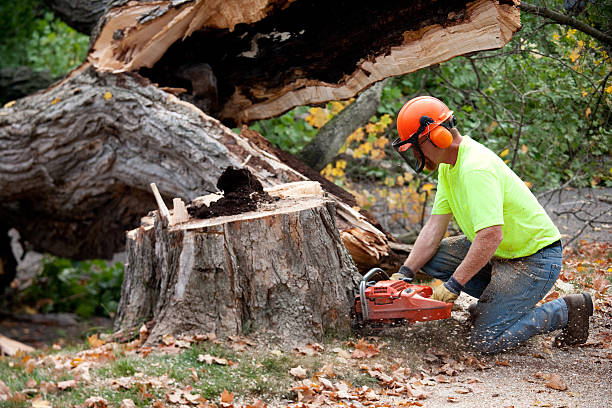 Best Leaf Removal  in Socorro, TX